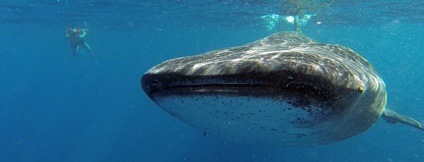 Whale Shark Cancun