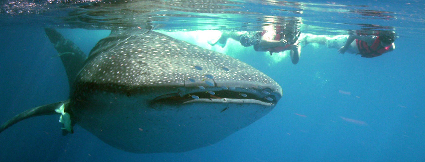Whale Shark Cancun